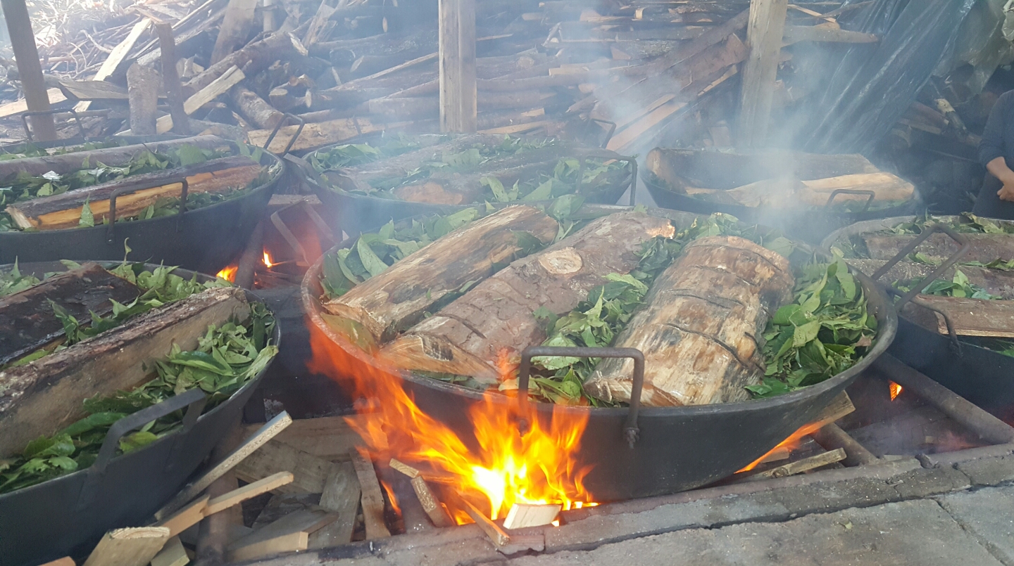 cooking process of ayahuasca the ayahuasca ceremony, ayahuasca retreal colombia