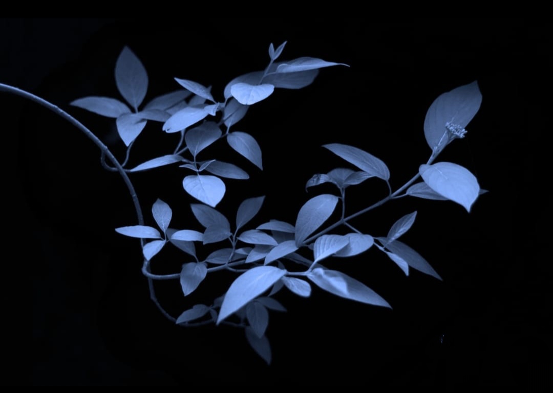 ayahuasca plan at the ayahuasca retreat