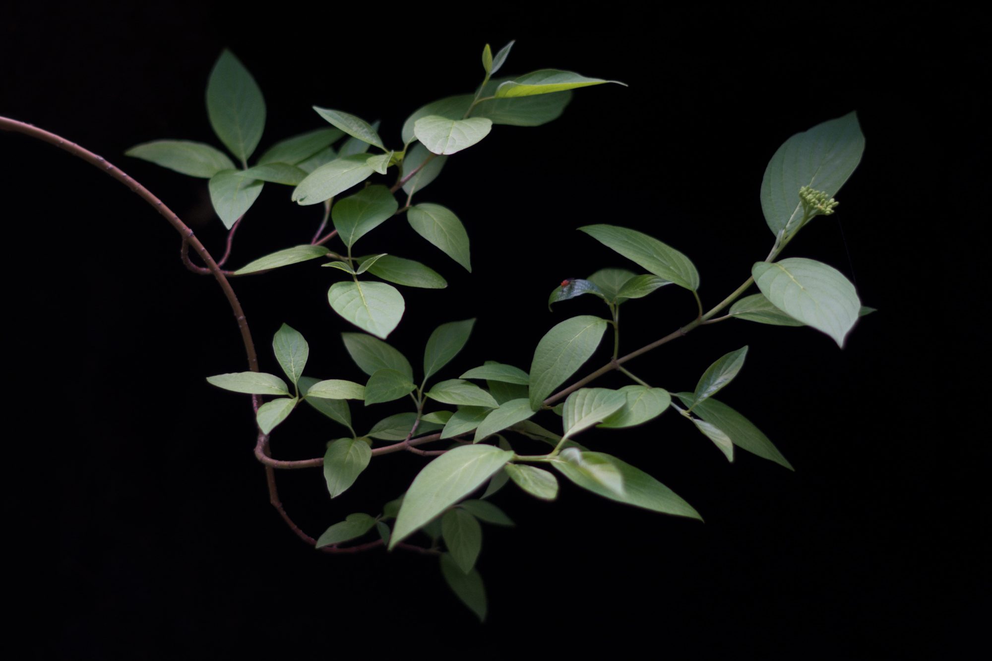 Ayahuasca plant at the ayahuasca retreat