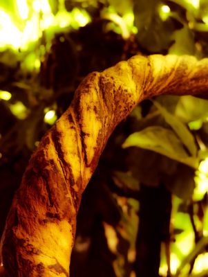 ayahuasc plant, aya ceremony, ayahuasca retreat