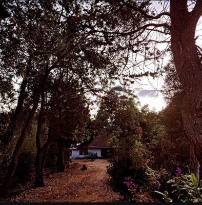 the ayahuasca retreat